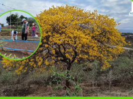 Piura: impulsan conservación del guayacán con sembrado de cuatro mil plantines en Ayabaca Piura: impulsan conservación del guayacán con sembrado de cuatro mil plantines en Ayabaca