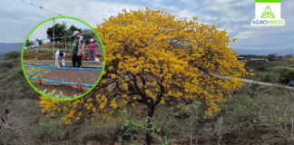 Piura: impulsan conservación del guayacán con sembrado de cuatro mil plantines en Ayabaca Piura: impulsan conservación del guayacán con sembrado de cuatro mil plantines en Ayabaca