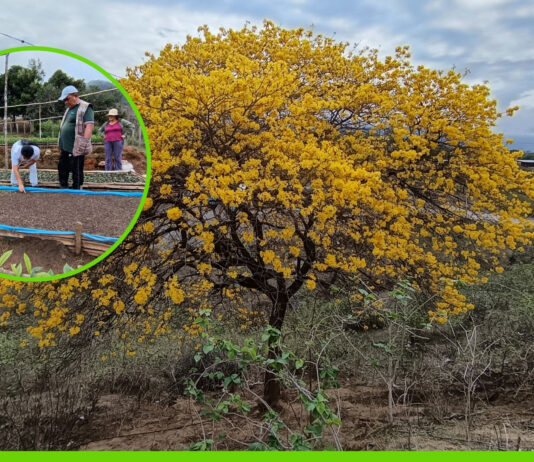 Piura: impulsan conservación del guayacán con sembrado de cuatro mil plantines en Ayabaca Piura: impulsan conservación del guayacán con sembrado de cuatro mil plantines en Ayabaca