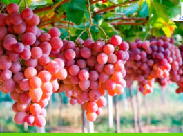 Uva peruana conquista el mercado chino gracias a la tecnología Uva de mesa peruana conquista el mercado chino gracias a la tecnología