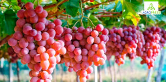 Uva peruana conquista el mercado chino gracias a la tecnología Uva de mesa peruana conquista el mercado chino gracias a la tecnología