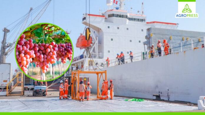 Perú marca un hito en la exportación de uva fresca con bodegas frigoríficas en barcos