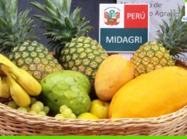 Promueven consumo de frutas frescas para una alimentación saludable este verano Promueven consumo de frutas frescas para una alimentación saludable este verano