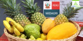 Promueven consumo de frutas frescas para una alimentación saludable este verano Promueven consumo de frutas frescas para una alimentación saludable este verano