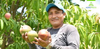 33,000 hectáreas de mango en Perú generan 100,000 empleos 33,000 hectáreas de mango en Perú generan 100,000 empleos