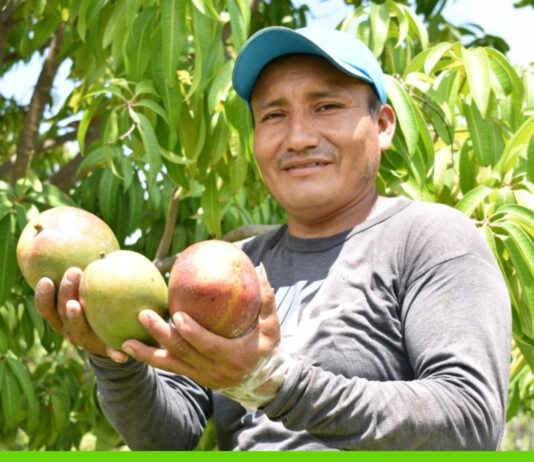 33,000 hectáreas de mango en Perú generan 100,000 empleos 33,000 hectáreas de mango en Perú generan 100,000 empleos