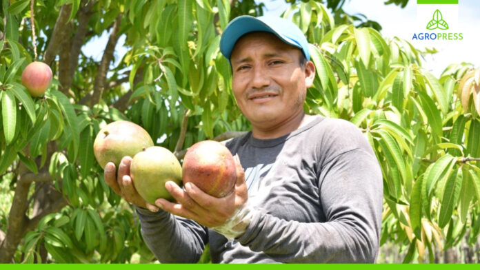 33,000 hectáreas de mango en Perú generan 100,000 empleos