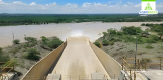 Lluvias aumentan volumen de reservorios y renuevan esperanza para el agro piurano Lluvias aumentan volumen de reservorios y renuevan esperanza para el agro piurano