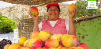 Sector agropecuario peruano creció 12,4% en noviembre impulsado por el mango y el arándano Sector agropecuario peruano creció 12,4% en noviembre impulsado por el mango y el arándano