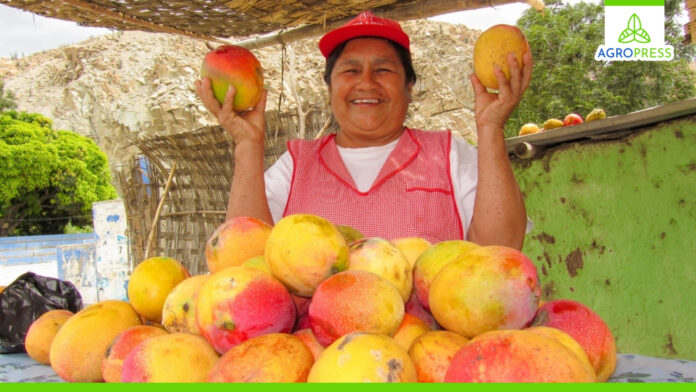 Sector agropecuario peruano creció 12,4% en noviembre impulsado por el mango y el arándano