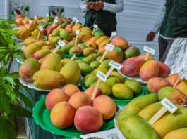 Piura: Gobierno coordina acciones ante la crisis de la producción de mango Piura: Gobierno coordina acciones ante la crisis de la producción de mango