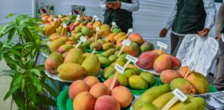 Piura: Gobierno coordina acciones ante la crisis de la producción de mango Piura: Gobierno coordina acciones ante la crisis de la producción de mango
