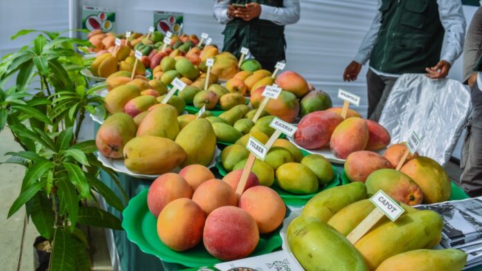 Piura: Gobierno coordina acciones ante la crisis de la producción de mango