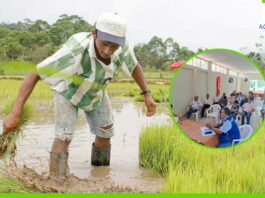 Se aprueba siembra de 12 mil hectáreas de arroz en el valle de Chira Se aprueba siembra de 12 mil hectáreas de arroz en el valle de Chira