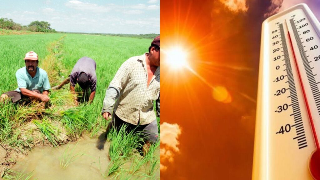 Altas temperaturas ponen en riesgo cultivos en Piura