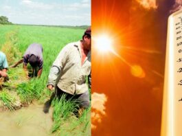 Altas temperaturas ponen en riesgo cultivos en Piura Altas temperaturas ponen en riesgo cultivos en Piura