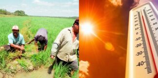 Altas temperaturas ponen en riesgo cultivos en Piura Altas temperaturas ponen en riesgo cultivos en Piura