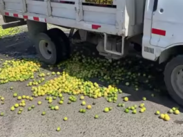 Piura: productores de limón protestan contra bajos precios y falta de apoyo estatal Productores de limón de Piura protestan contra bajos precios y falta de apoyo estatal