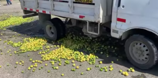 Piura: productores de limón protestan contra bajos precios y falta de apoyo estatal Productores de limón de Piura protestan contra bajos precios y falta de apoyo estatal