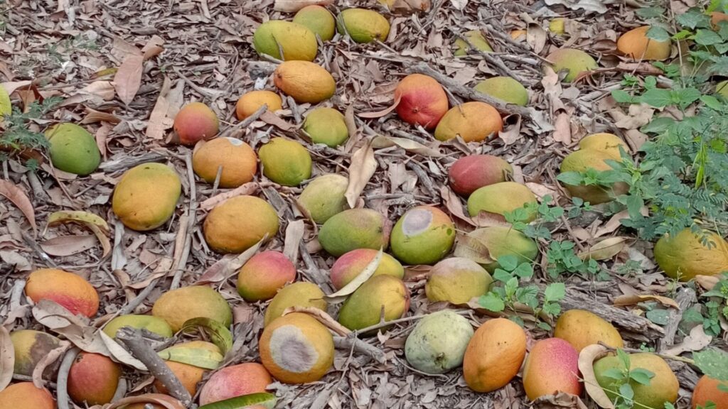 Gobernador de Piura alerta abandono del sector agrícola y crisis del mango