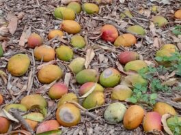 Gobernador de Piura alerta abandono del sector agrícola y crisis del mango Gobernador de Piura alerta abandono del sector agrícola y crisis del mango