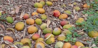 Gobernador de Piura alerta abandono del sector agrícola y crisis del mango Gobernador de Piura alerta abandono del sector agrícola y crisis del mango