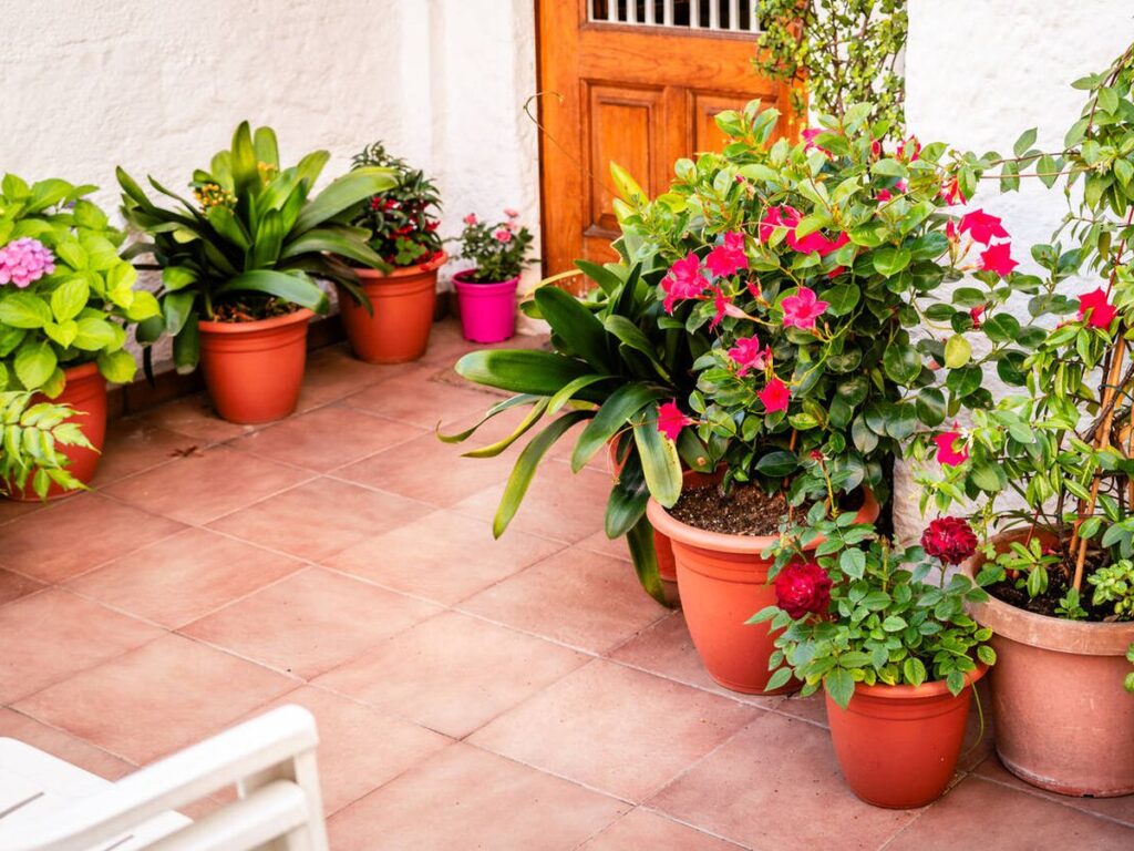 Los beneficios de las plantas en el hogar durante el verano