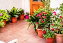 Los beneficios de las plantas en el hogar durante el verano Los beneficios de las plantas en el hogar durante el verano