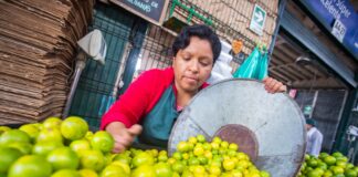 Agroexportaciones peruanas crecieron un 22.7% y alcanzaron los US$ 11,349 millones entre enero y noviembre de 2024 Agroexportaciones peruanas crecieron un 22.7% y alcanzaron los US$ 11,349 millones entre enero y noviembre de 2024