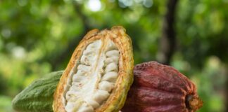 Italia: cacao piurano deslumbra en la Feria Internacional SIGEP World 2025 Italia: cacao piurano deslumbra en la Feria Internacional SIGEP World 2025