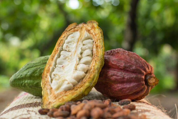 Italia: cacao piurano deslumbra en la Feria Internacional SIGEP World 2025