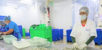 CITEpesquero Piura capacitó a más de 100 profesionales en economía circular y certificaciones acuícolas CITEpesquero Piura capacitó a más de 100 profesionales en economía circular y certificaciones acuícolas