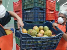 Lambayeque: productores de mango planean volcar 100 toneladas en Panamericana Norte como protesta por crisis en el sector Lambayeque: productores de mango planean volcar 100 toneladas en Panamericana Norte como protesta por crisis en el sector
