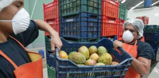 Lambayeque: productores de mango planean volcar 100 toneladas en Panamericana Norte como protesta por crisis en el sector Lambayeque: productores de mango planean volcar 100 toneladas en Panamericana Norte como protesta por crisis en el sector