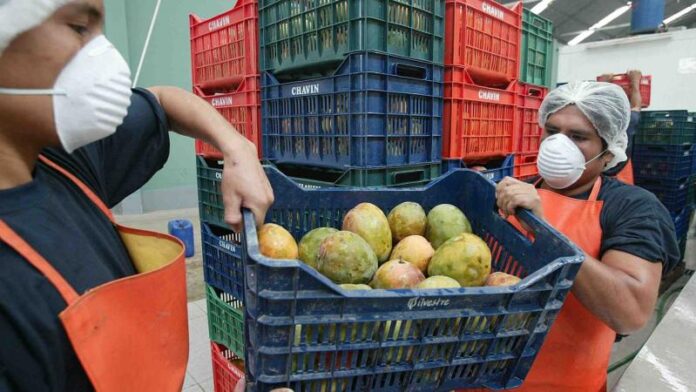 Lambayeque: productores de mango planean volcar 100 toneladas en Panamericana Norte como protesta por crisis en el sector