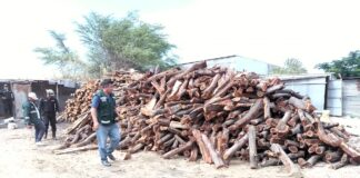 Piura: SERFOR decomisó 3,500 unidades de leña de algarrobo ilegal en tienda de chifles Piura: SERFOR decomisó 3,500 unidades de leña de algarrobo ilegal en tienda de chifles