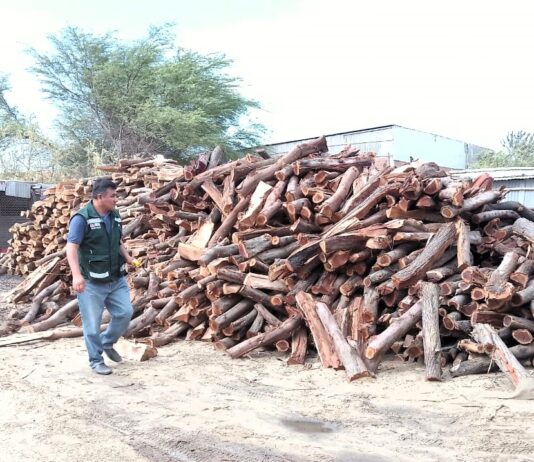 Piura: SERFOR decomisó 3,500 unidades de leña de algarrobo ilegal en tienda de chifles Piura: SERFOR decomisó 3,500 unidades de leña de algarrobo ilegal en tienda de chifles