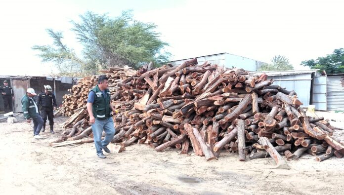 Piura: SERFOR decomisó 3,500 unidades de leña de algarrobo ilegal en tienda de chifles