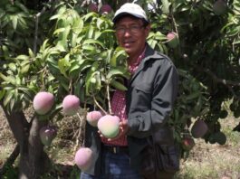 Piura: Gobierno impulsa iniciativas para fortalecer la cadena productiva del mango Piura: Gobierno impulsa iniciativas para fortalecer la cadena productiva del mango