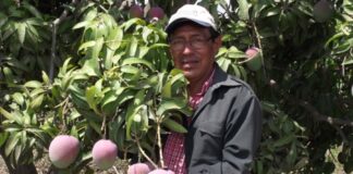 Piura: Gobierno impulsa iniciativas para fortalecer la cadena productiva del mango Piura: Gobierno impulsa iniciativas para fortalecer la cadena productiva del mango