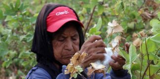 Piura: Gobierno impulsa recuperación de algodón Pima Piura: Gobierno impulsa recuperación de algodón Pima