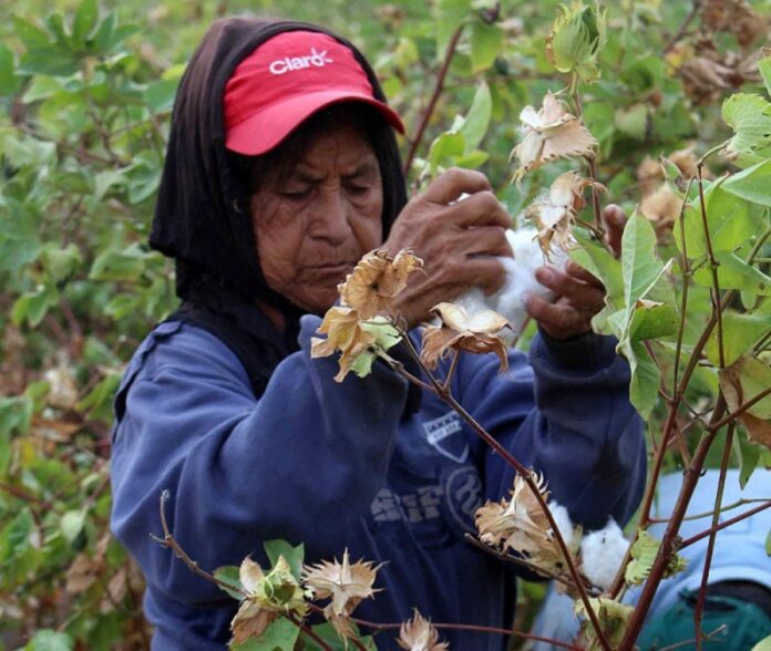 Piura: Gobierno impulsa recuperación de algodón Pima