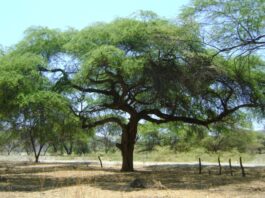 Piura: aprueban Plan de Trabajo 2025 para la conservación del algarrobo Piura: aprueban Plan de Trabajo 2025 para la conservación del algarrobo