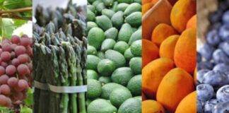 En 2025 las agroexportaciones crecerían un 5% pese a desafíos climáticos En 2025 las agroexportaciones crecerían un 5% pese a desafíos climáticos