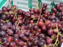 Perú consolida su liderazgo en el mercado internacional de frutas frescas y hortalizas: superó los 2,400 millones de dólares en 2024 Perú consolida su liderazgo en el mercado internacional de frutas frescas y hortalizas: superó los 2,400 millones de dólares en 2024