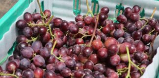 Perú consolida su liderazgo en el mercado internacional de frutas frescas y hortalizas: superó los 2,400 millones de dólares en 2024 Perú consolida su liderazgo en el mercado internacional de frutas frescas y hortalizas: superó los 2,400 millones de dólares en 2024