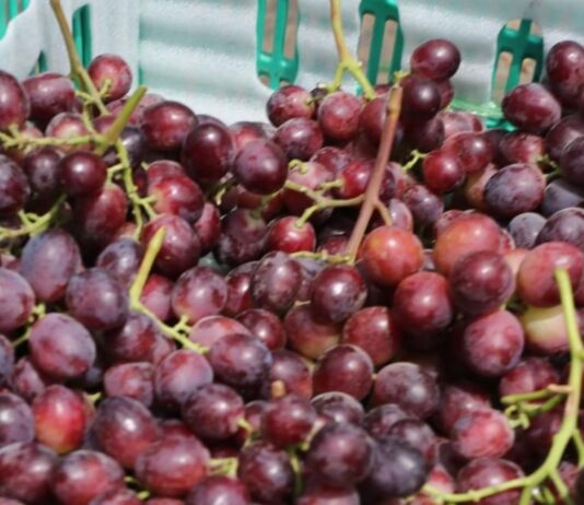 Perú consolida su liderazgo en el mercado internacional de frutas frescas y hortalizas: superó los 2,400 millones de dólares en 2024 Perú consolida su liderazgo en el mercado internacional de frutas frescas y hortalizas: superó los 2,400 millones de dólares en 2024