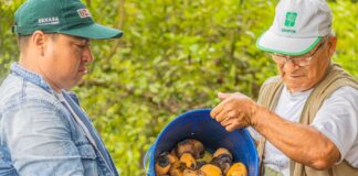 Tumbes: Senasa inicia acciones para prevenir brote de plaga de mosca de la fruta Tumbes: Senasa inicia acciones para prevenir brote de plaga de mosca de la fruta
