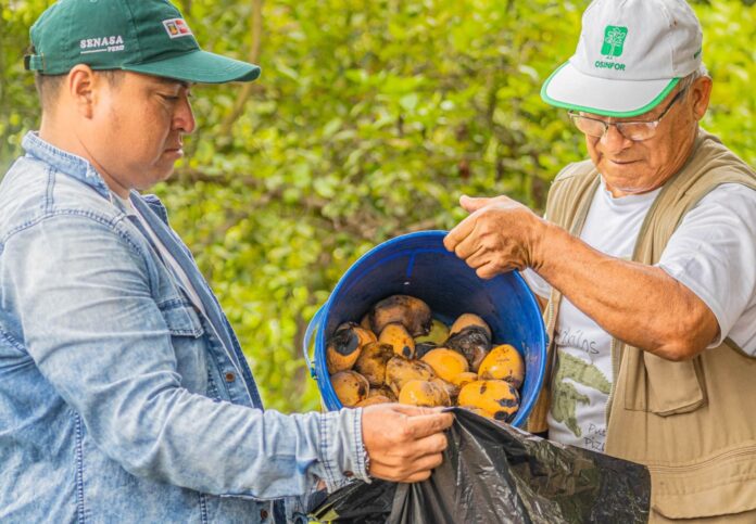 Tumbes: Senasa inicia acciones para prevenir brote de plaga de mosca de la fruta