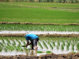 Piura: Gobierno supervisa campaña arrocera mientras persiste incertidumbre por aportes hídricos Piura: Gobierno supervisa campaña arrocera mientras persiste incertidumbre por aportes hídricos